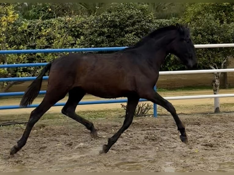 PRE Jument 2 Ans 168 cm Gris in Fuentes De Andalucia