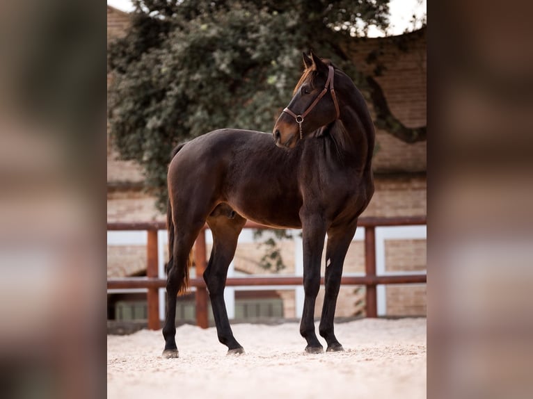 PRE Croisé Jument 2 Ans 170 cm Gris in El Catllar