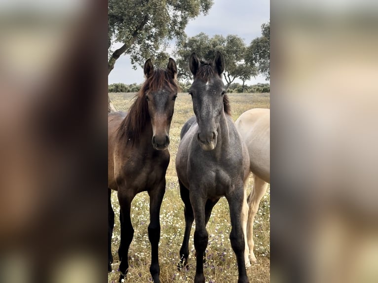 PRE Croisé Jument 2 Ans 170 cm Gris in El Catllar