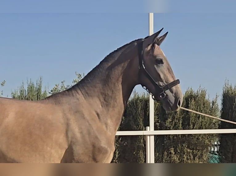 PRE Croisé Jument 2 Ans 172 cm Gris in Moron De La Frontera