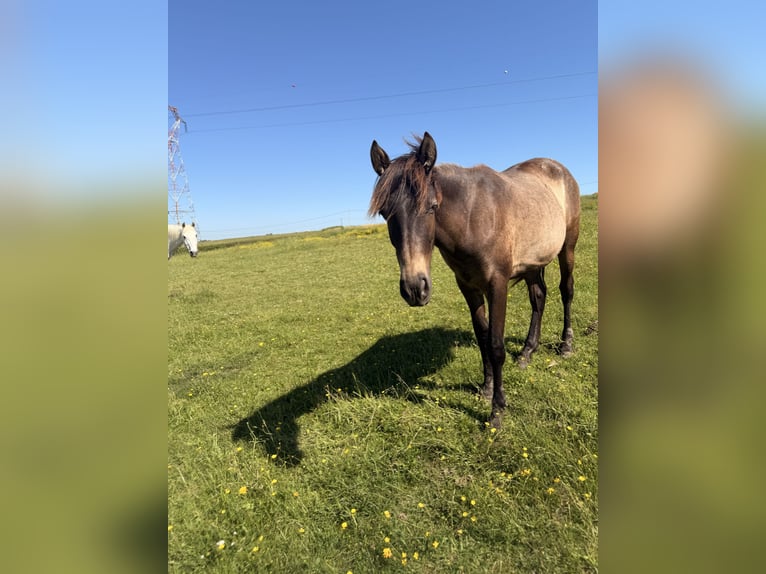 PRE Jument 2 Ans Alezan in Saint-Aubin-en-Charollais