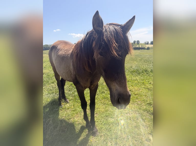 PRE Jument 2 Ans Alezan in Saint-Aubin-en-Charollais