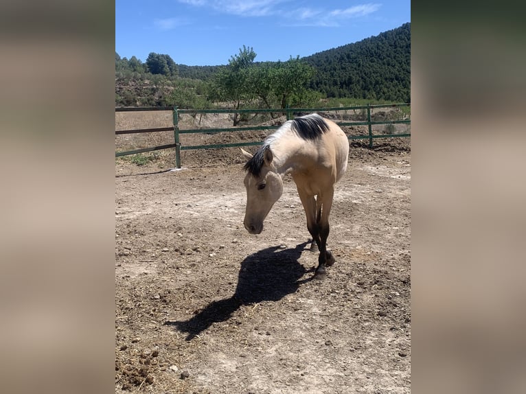 PRE Jument 2 Ans Buckskin in Alcoi/Alcoy