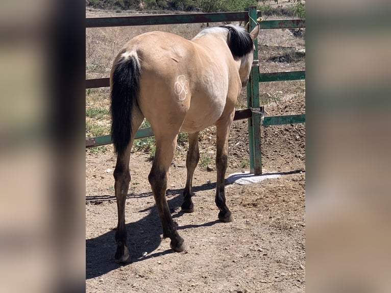 PRE Jument 2 Ans Buckskin in Alcoi/Alcoy