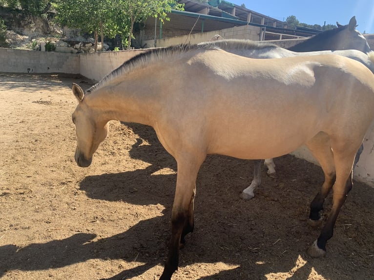 PRE Jument 2 Ans Buckskin in Alcoi/Alcoy