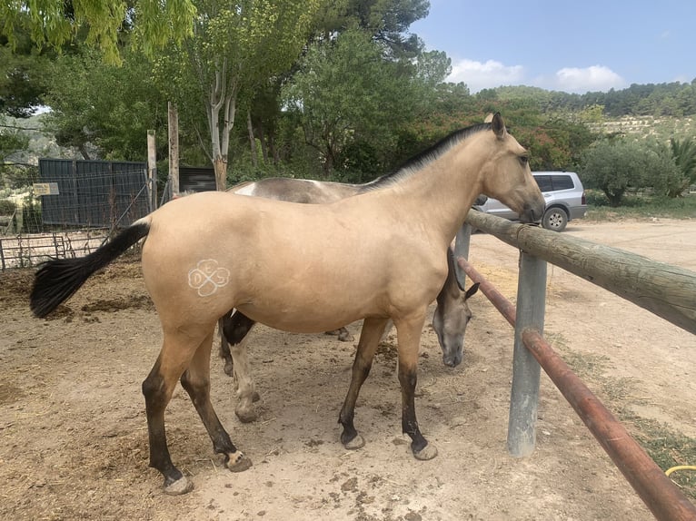 PRE Jument 2 Ans Buckskin in Alcoi/Alcoy