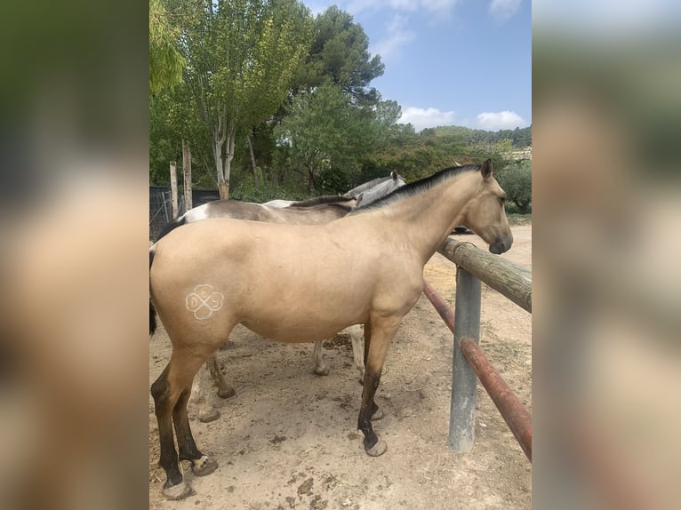 PRE Jument 2 Ans Buckskin in Alcoi/Alcoy