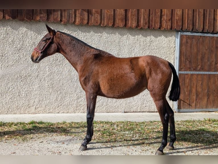 PRE Croisé Jument 2 Ans  in Caumont