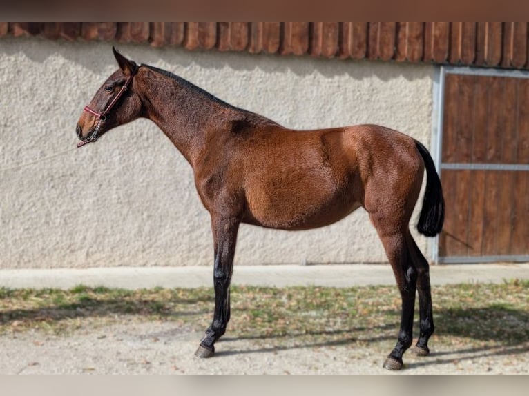 PRE Jument 2 Ans  in Caumont