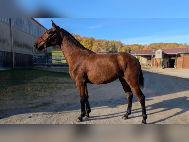 PRE Croisé Jument 2 Ans in Caumont