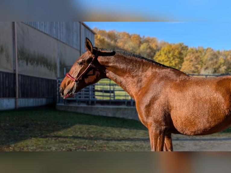 PRE Croisé Jument 2 Ans  in Caumont