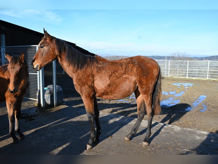 PRE Croisé Jument 2 Ans  in Klettgau