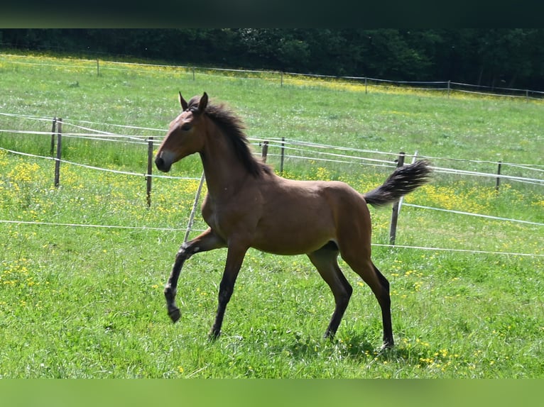 PRE Croisé Jument 2 Ans in Klettgau