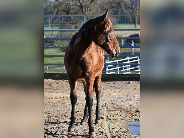 PRE Croisé Jument 2 Ans  in Klettgau