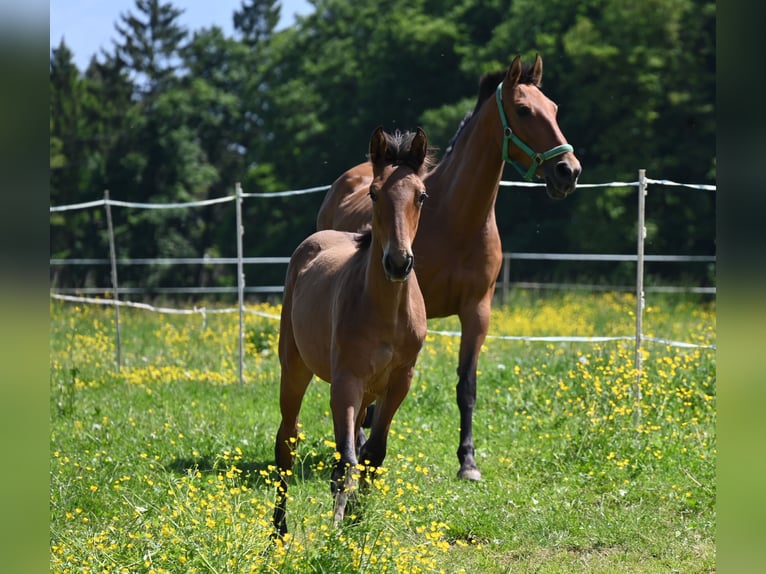 PRE Croisé Jument 2 Ans in Klettgau