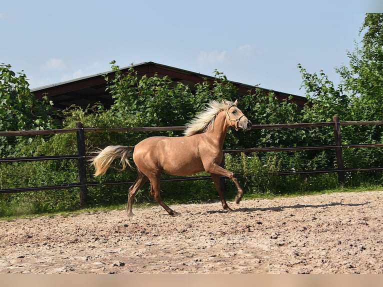 PRE Jument 2 Ans Gris in Manhay