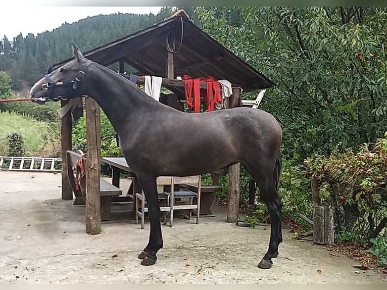 PRE Croisé Jument 2 Ans Gris in Cangas Del Narcea