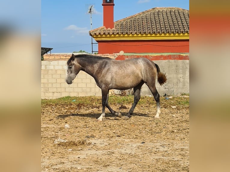 PRE Jument 2 Ans Gris pommelé in Arcos de la Frontera