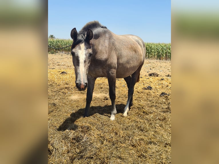 PRE Jument 2 Ans Gris pommelé in Arcos de la Frontera