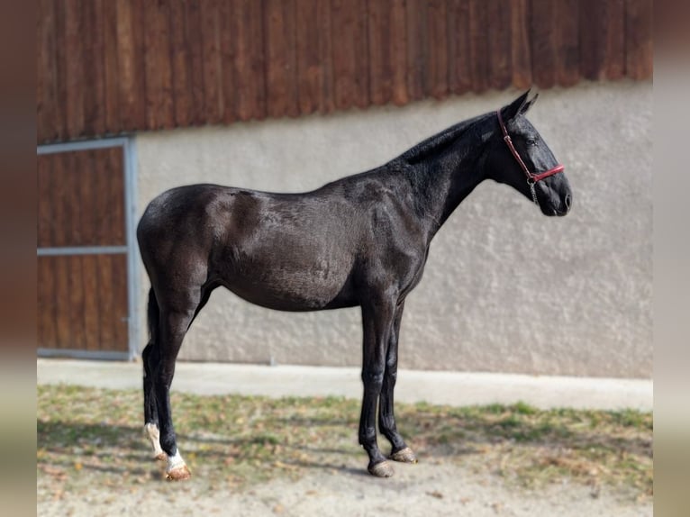 PRE Jument 2 Ans Noir in Caumont