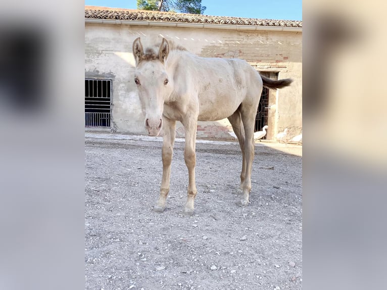 PRE Jument 2 Ans Perlino in Alcoi/Alcoy