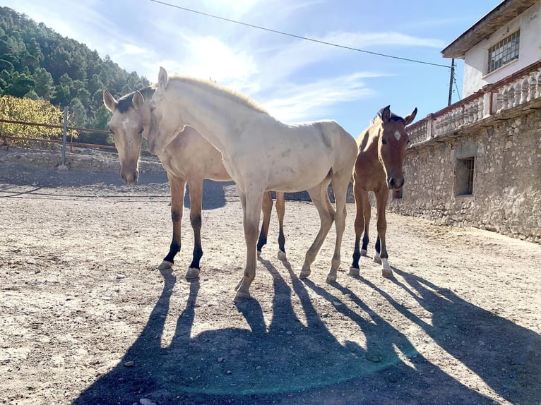 PRE Jument 2 Ans Perlino in Alcoi/Alcoy