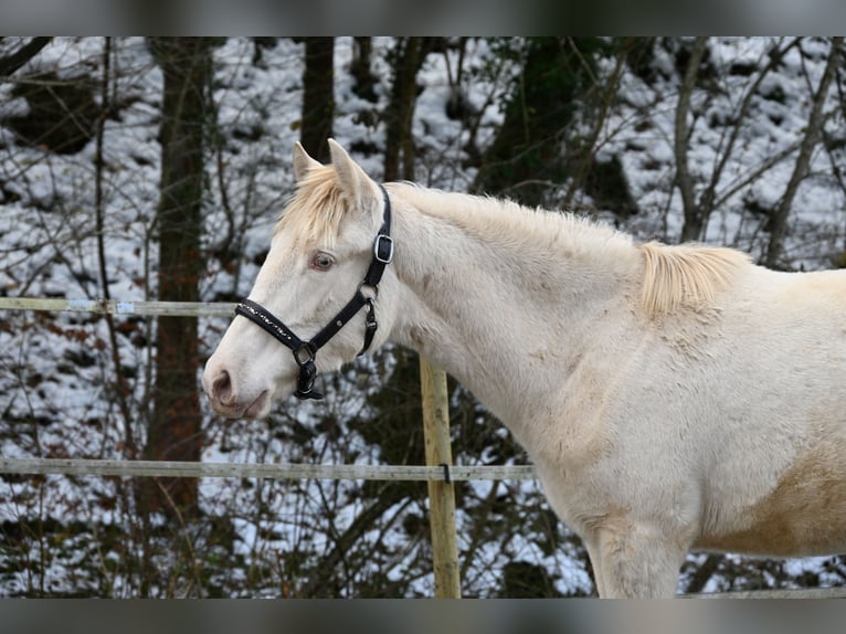 PRE Jument 2 Ans Perlino in Küssaberg