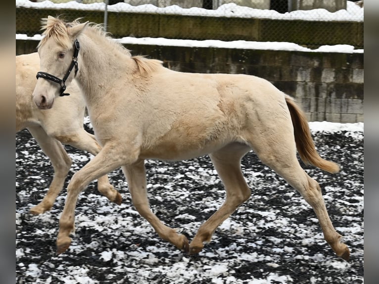 PRE Jument 2 Ans Perlino in Küssaberg