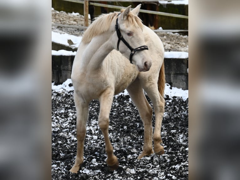 PRE Jument 2 Ans Perlino in Küssaberg