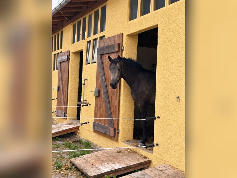 PRE Croisé Jument 3 Ans 150 cm Buckskin in Apolda