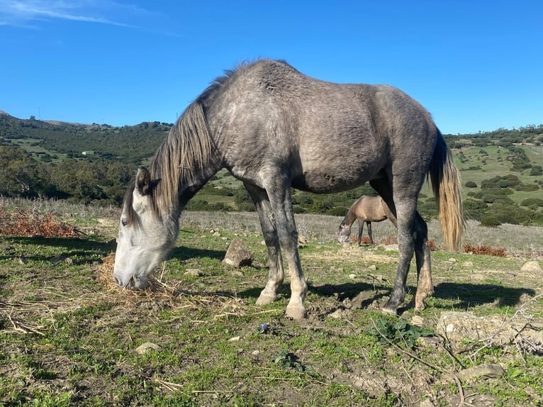 PRE Croisé Jument 3 Ans 150 cm Gris in Tarifa
