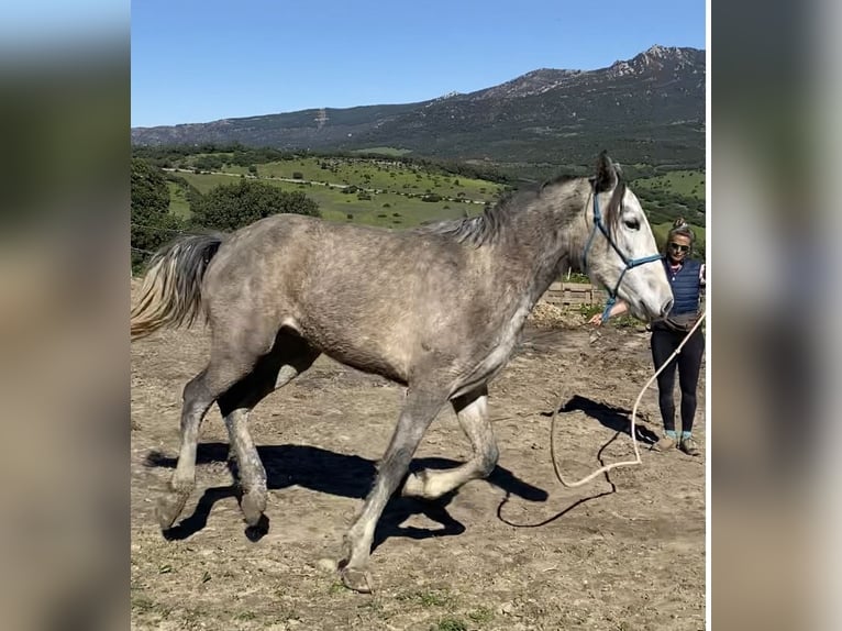 PRE Croisé Jument 3 Ans 150 cm Gris in Tarifa