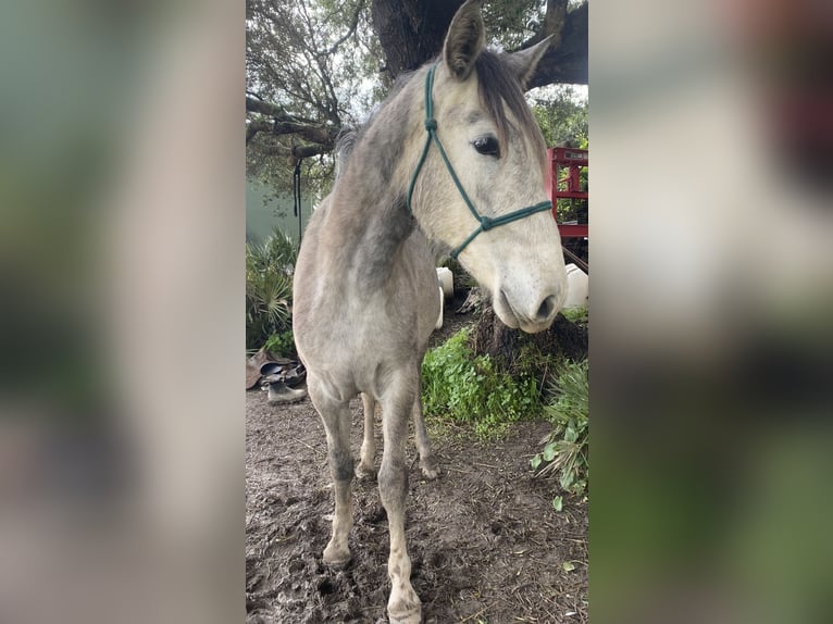 PRE Jument 3 Ans 150 cm Gris in Tarifa