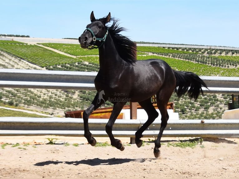 PRE Croisé Jument 3 Ans 150 cm Noir in Provinz Cordoba