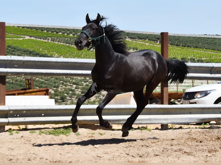 PRE Croisé Jument 3 Ans 150 cm Noir in Provinz Cordoba