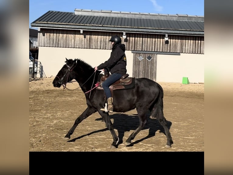 PRE Croisé Jument 3 Ans 150 cm Noir in Daleiden