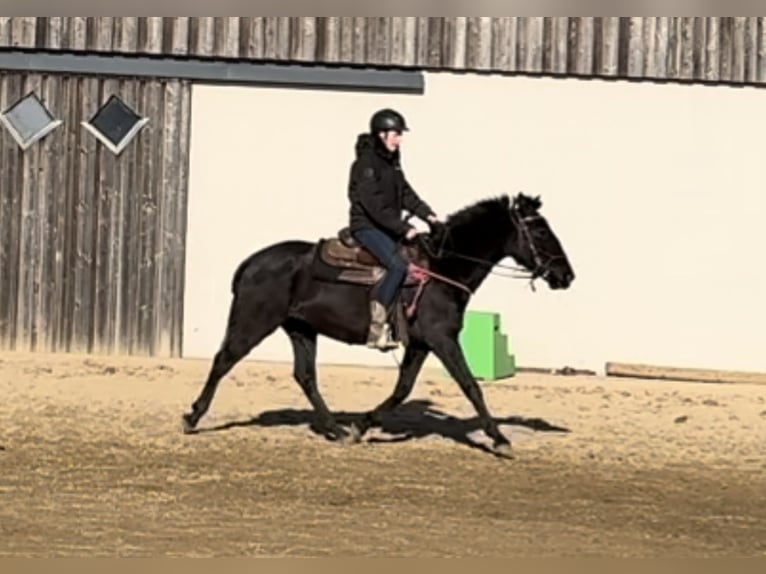 PRE Croisé Jument 3 Ans 150 cm Noir in Daleiden