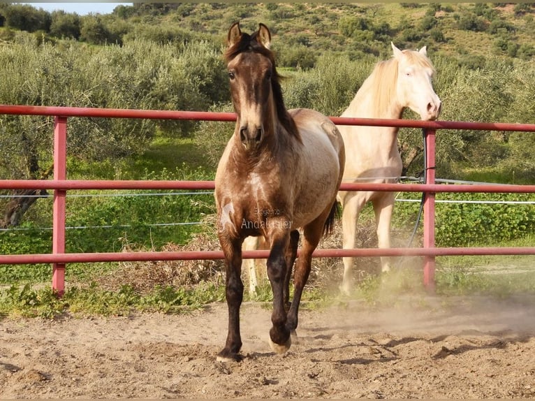 PRE Jument 3 Ans 151 cm Gris in Provinz Malaga