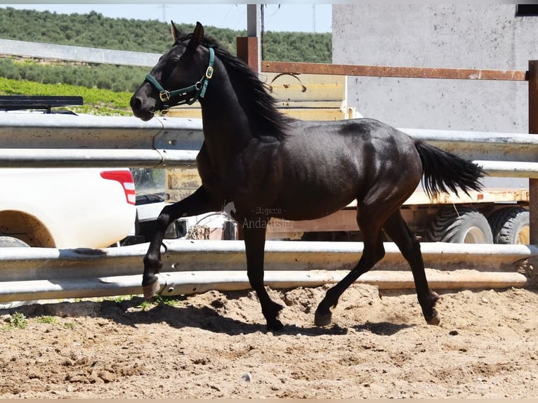 PRE Croisé Jument 3 Ans 152 cm Noir in Provinz Cordoba