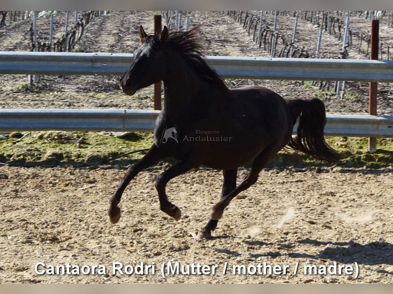 PRE Croisé Jument 3 Ans 152 cm Noir in Provinz Cordoba