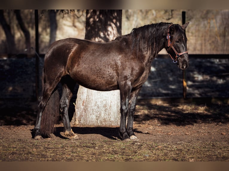 PRE Croisé Jument 3 Ans 152 cm Noir in Aldingen