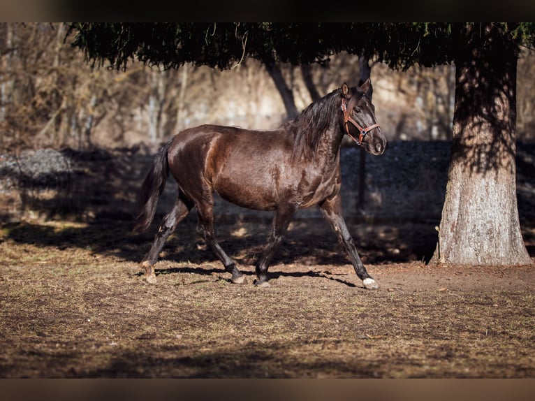 PRE Croisé Jument 3 Ans 152 cm Noir in Aldingen