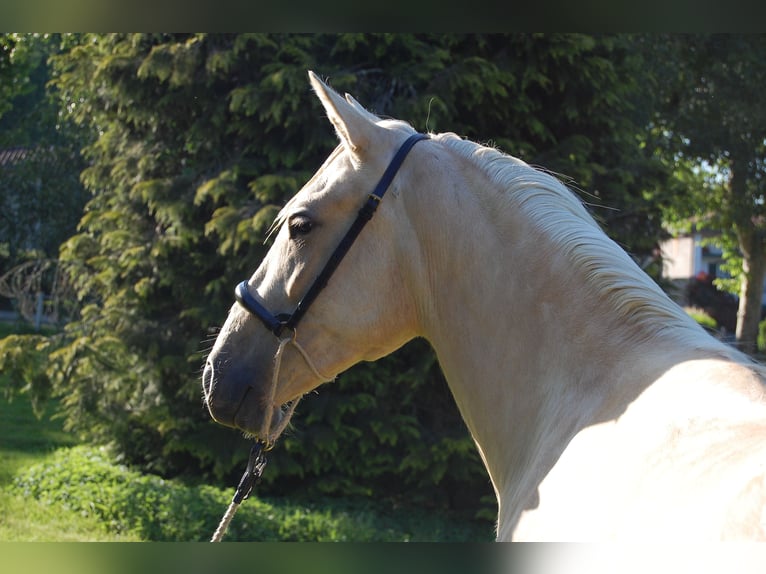 PRE Croisé Jument 3 Ans 152 cm Palomino in CAUMONT