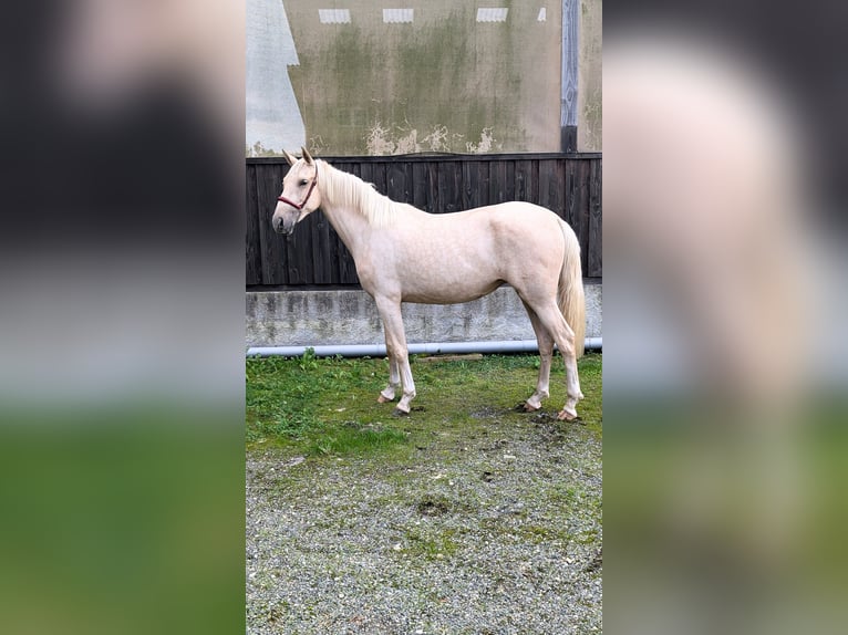 PRE Croisé Jument 3 Ans 152 cm Palomino in CAUMONT
