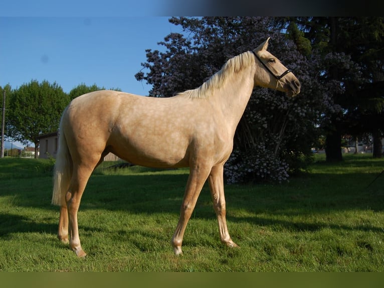 PRE Croisé Jument 3 Ans 152 cm Palomino in CAUMONT