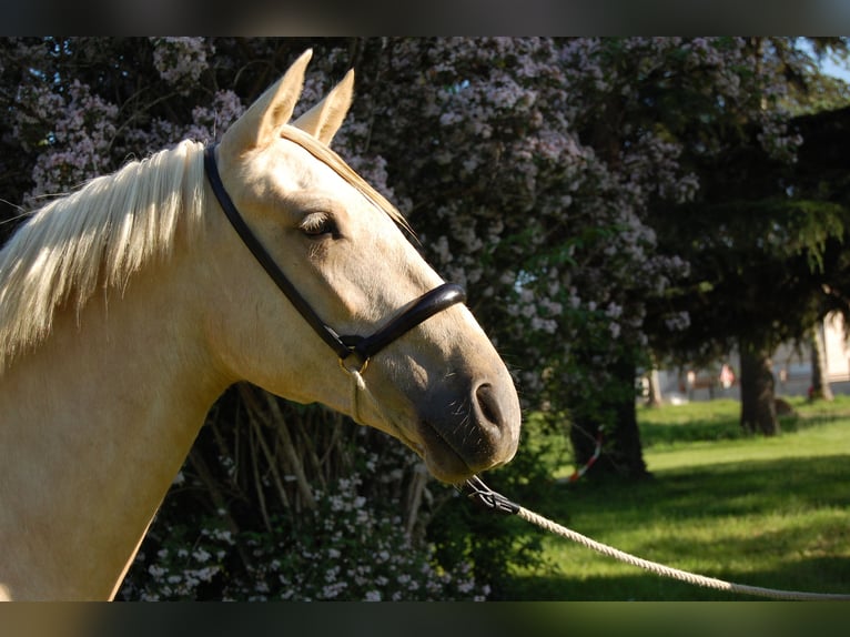 PRE Jument 3 Ans 152 cm Palomino in CAUMONT