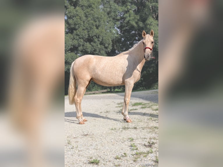 PRE Croisé Jument 3 Ans 152 cm Palomino in CAUMONT
