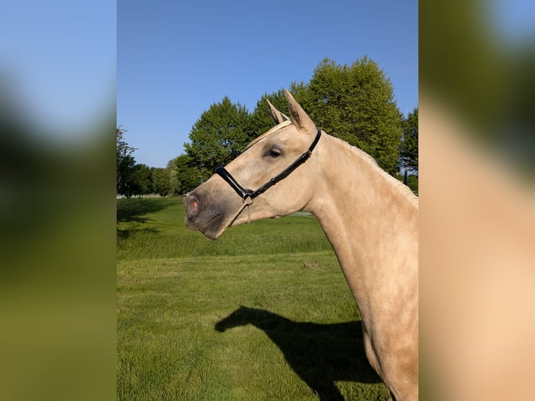 PRE Croisé Jument 3 Ans 152 cm Palomino in CAUMONT