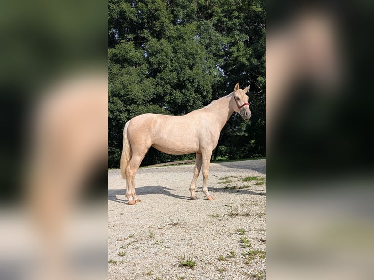 PRE Croisé Jument 3 Ans 152 cm Palomino in CAUMONT