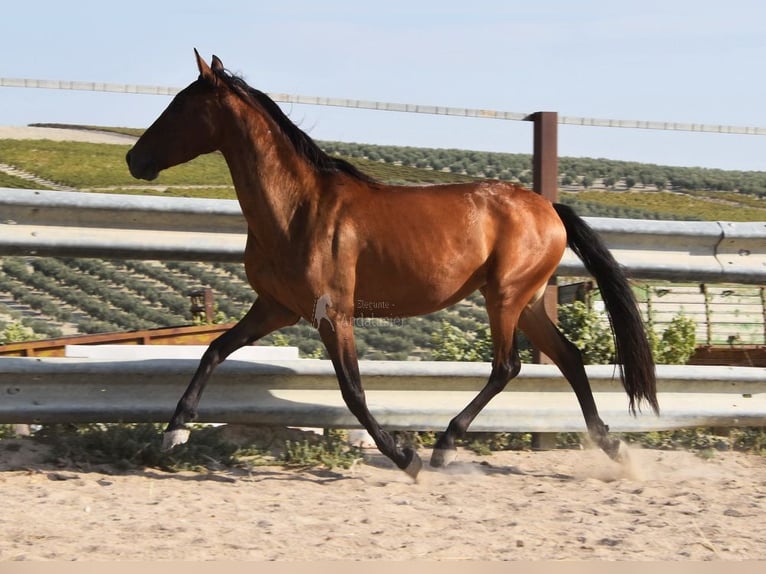 PRE Jument 3 Ans 153 cm Bai in Provinz Cordoba